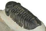 Prone Austerops Trilobite - Ofaten, Morocco #204300-3